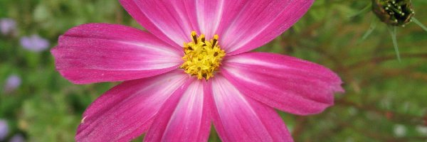 Cosmos odętka, Płatki, Różowe