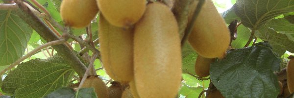 Kiwi, Drzewko