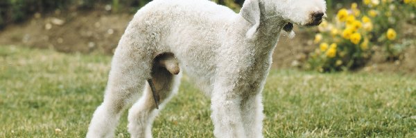 Bedlington Terrier