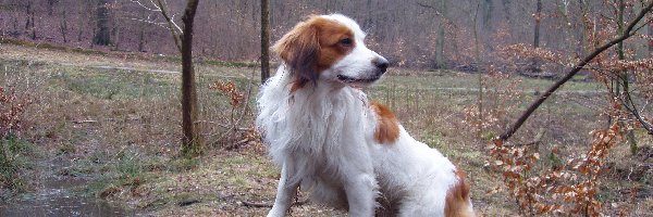 Kooikerhondje, woda, las, Płochacz holenderski