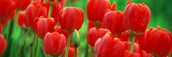 Tulipany, Czerwone