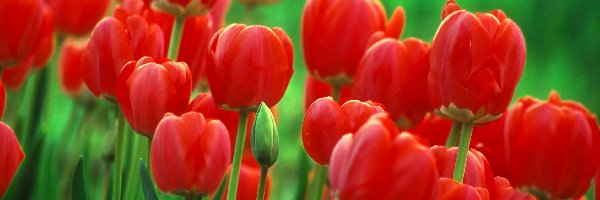Tulipany, Czerwone