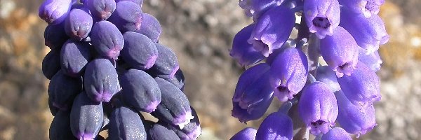 Muscari armeniacum, Muscari neglectum