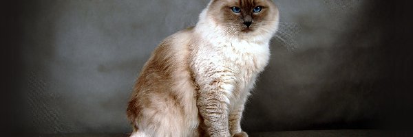 Przytulanka, Ragdoll