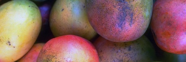 Mango, Owoce