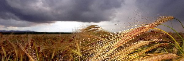 Pozginane, Zboża, Kłosy, Niebo, Zachmurzone