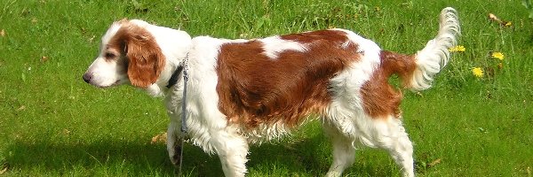 Springer spaniel walijski, trawa, soczysta, duży