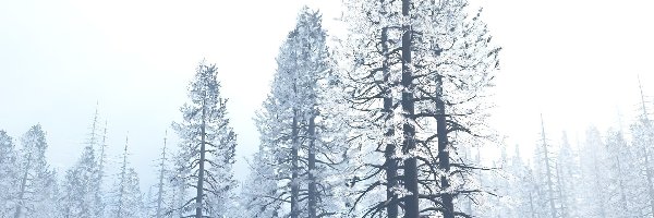 Drzewo, Zima, Boże Narodzenie