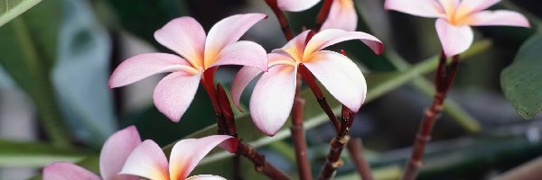 Plumeria, Kwiat