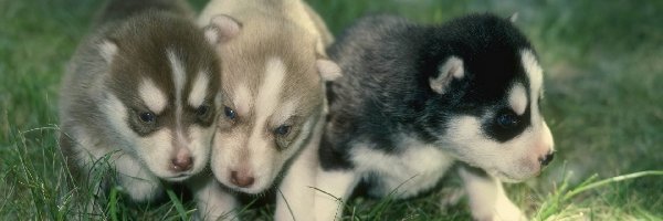 słodkie, Siberian Husky, szczeniaki, trzy