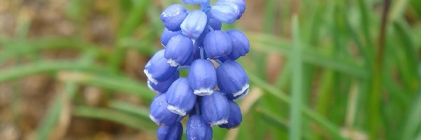 Muscari armeniacum