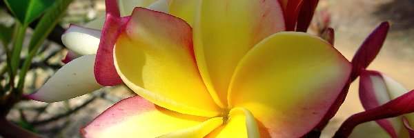 Plumeria