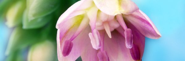 Tulipan, Liliowy