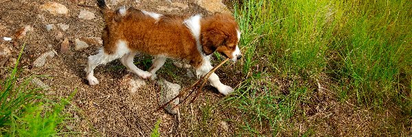 szczeniak, Kooikerhondje, Płochacz holenderski, mokry