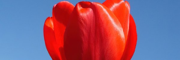 Tulipan, Czerwony