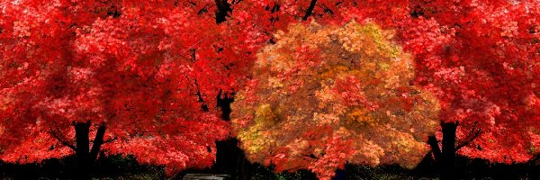 Czerwone, Ławeczka, Drzewa, Jesień
