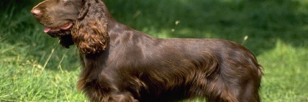 umaszczenie, brązowe, Field spaniel