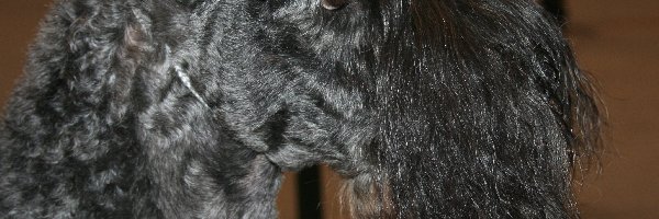 Kerry blue terriera, głowa