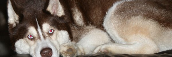 Siberian Husky, brązowy