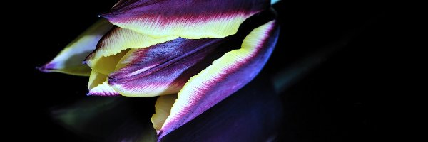Odbicie, Tulipan, Kolorowy