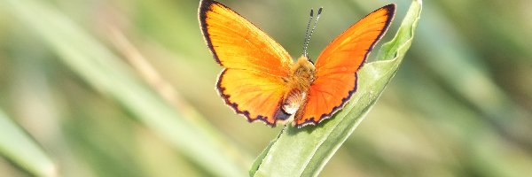 Motyl, Pomarańczowy