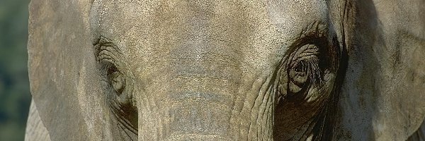 Słonia, Głowa