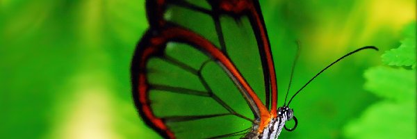 Greta Oto, Motyl