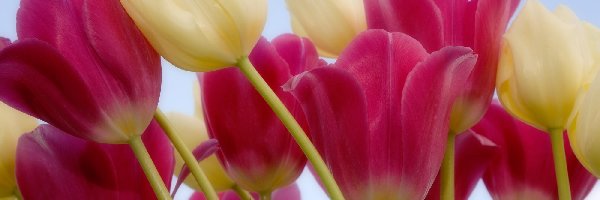 Łodygi, Tulipany
