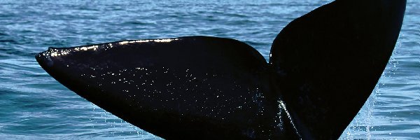 Płetwa, Wieloryb