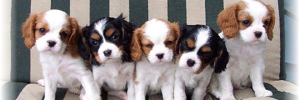 słodkich, Cavalier King Charles spaniel, szczeniaków, pięć