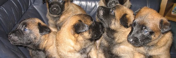 Owczarki belgijskie Malinois, szczeniaków, Sześć