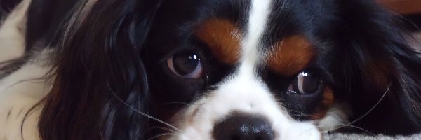 Cavalier King Charles spaniel, czarno-biały