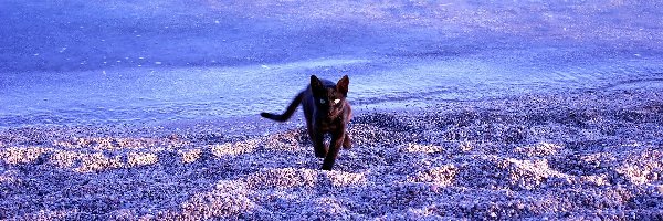 Morze, Plaża, Kot