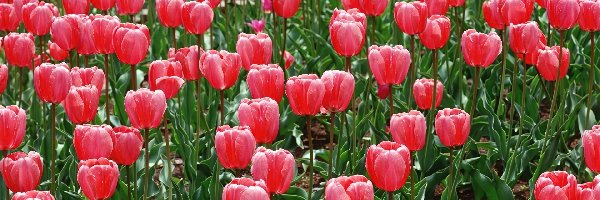 Tulipanów, Plantacja