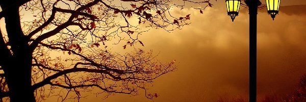 Lampa, Drzewo, Jesień