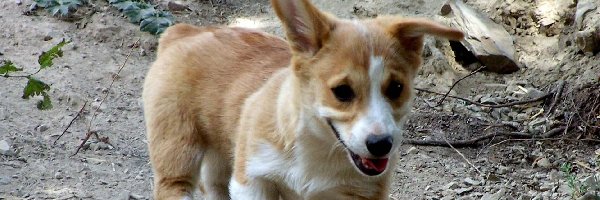 Welsh corgi pembroke, rudy