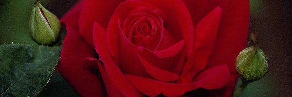 Róża, Czerwona, Aksamitna
