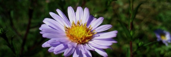 Aster