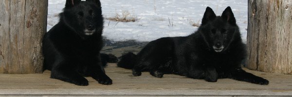 Schipperke, leżące, dwa