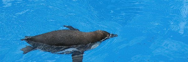 Pingwin, Pływający