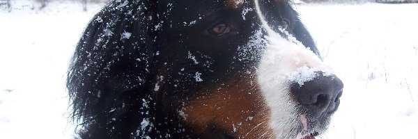 śnieg, Berneński pies pasterski