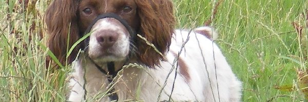 trawa, wysoka, Springer spaniel angielski