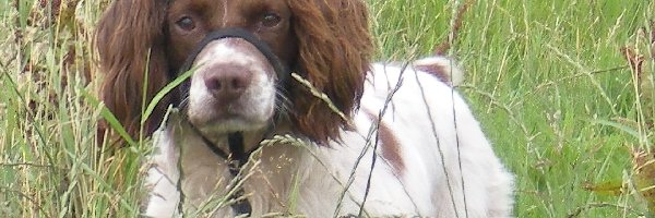 trawa, wysoka, Springer spaniel angielski