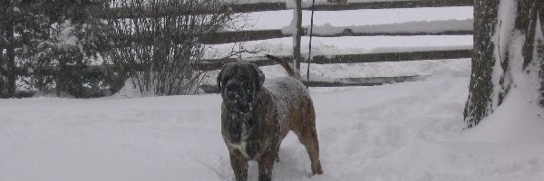 Mastiff, Mastif angielski, ośnieżony