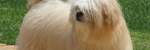 Lhasa Apso