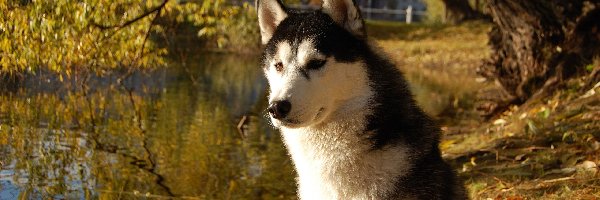 Woda, Siberian Husky