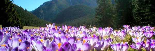 Tatry, Krokusy