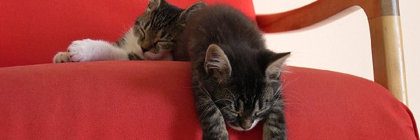 Kociaki, Śpiące, Dwa