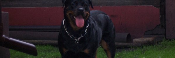 Obroża, Rottweiler