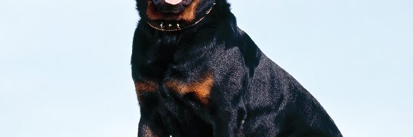 Rottweiler, Dorosły